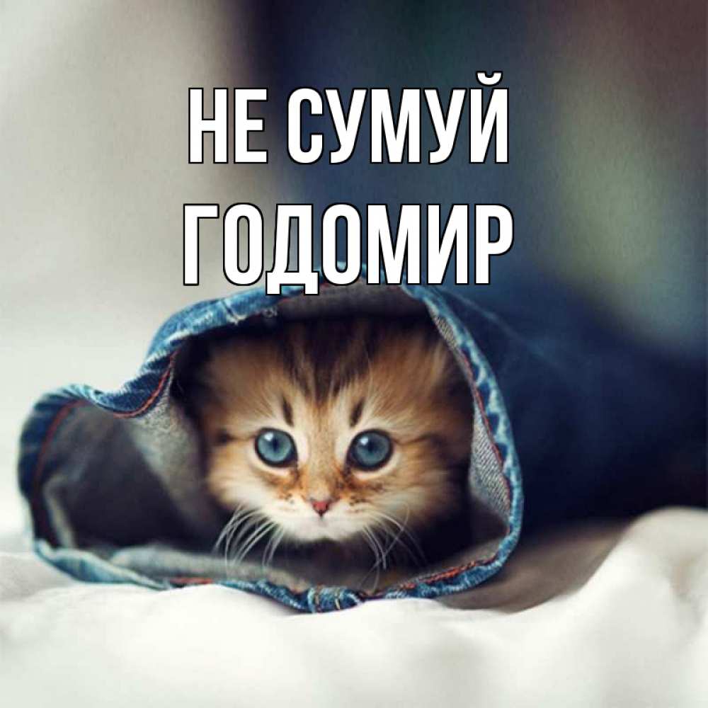 Открытка на каждый день з підписом, Годомир Не сумуй кот в одежде Прикольна листівка з побажанням онлайн скачати безкоштовно 