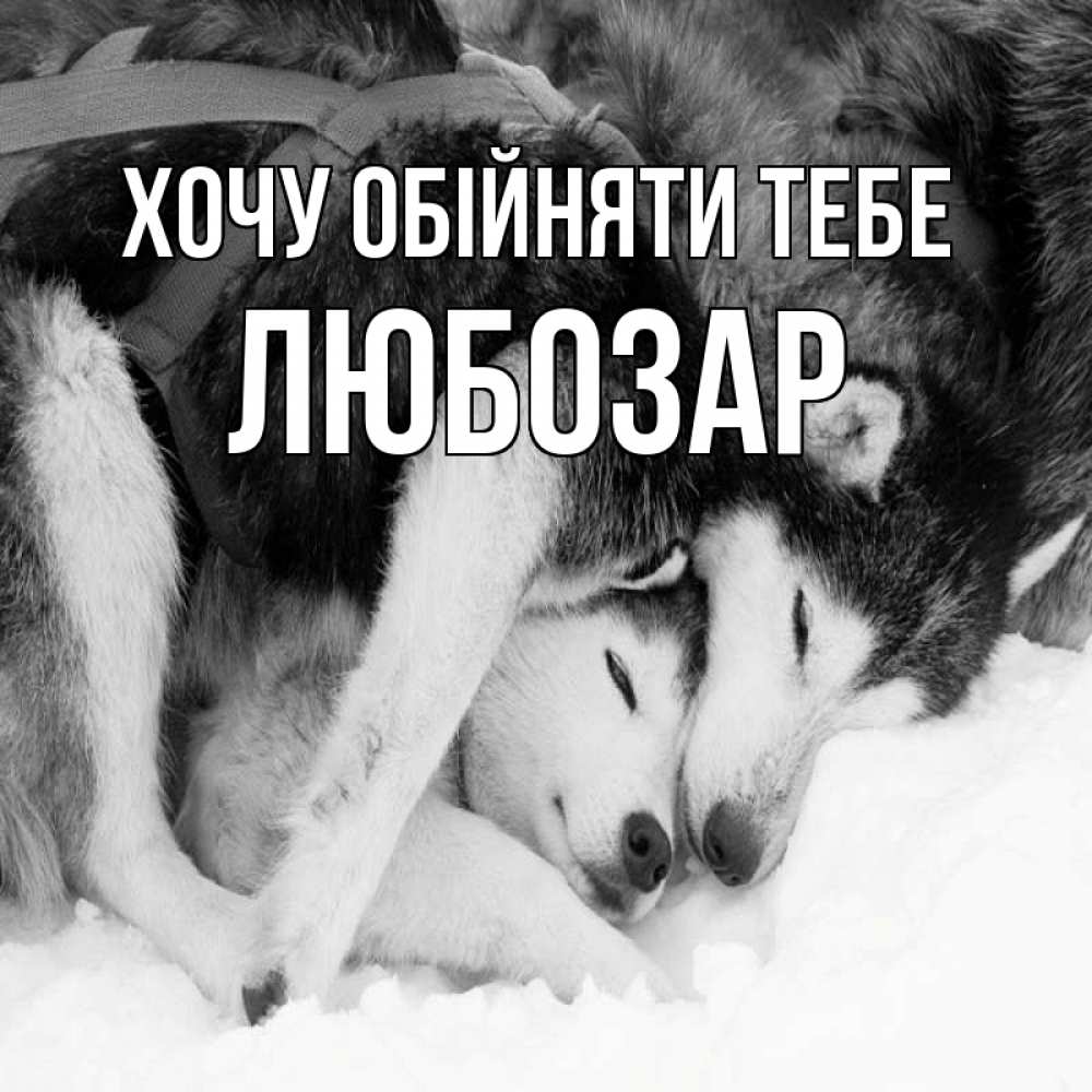 Открытка на каждый день з підписом, Любозар Хочу обійняти тебе собачки в упряжке Прикольна листівка з побажанням онлайн скачати безкоштовно 