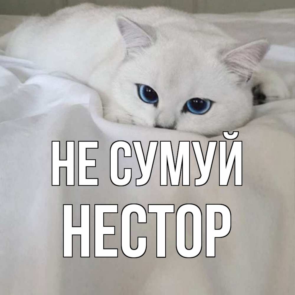 Открытка на каждый день з підписом, Нестор Не сумуй белый кот с голубыми глазами на белоснежной кровати Прикольна листівка з побажанням онлайн скачати безкоштовно 