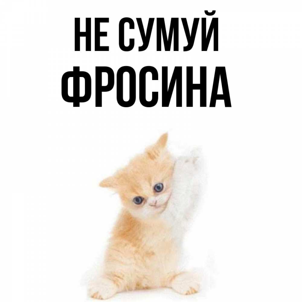 Открытка на каждый день з підписом, Фросина Не сумуй просящий кот Прикольна листівка з побажанням онлайн скачати безкоштовно 