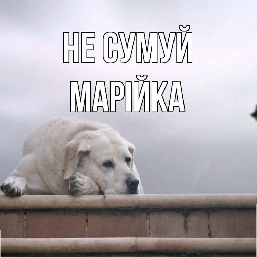 Открытка на каждый день з підписом, Марійка Не сумуй белый пес 1 Прикольна листівка з побажанням онлайн скачати безкоштовно 