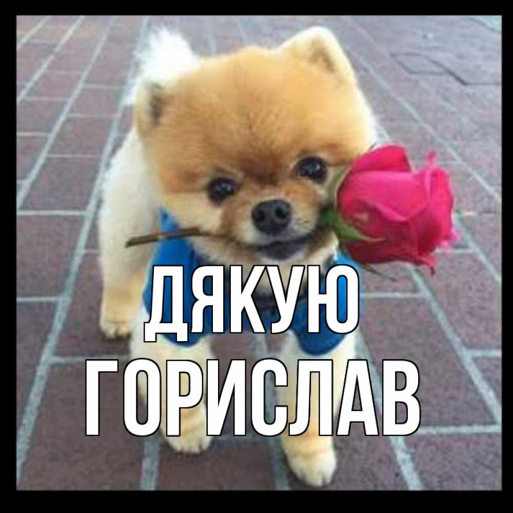 Открытка на каждый день з підписом, Горислав Дякую спасибо и дарю тебе цветок Прикольна листівка з побажанням онлайн скачати безкоштовно 