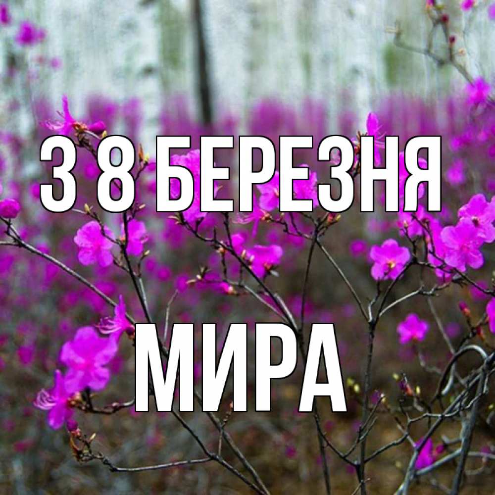 Открытка на каждый день з підписом, Мира З 8 БЕРЕЗНЯ дикие цветы Прикольна листівка з побажанням онлайн скачати безкоштовно 