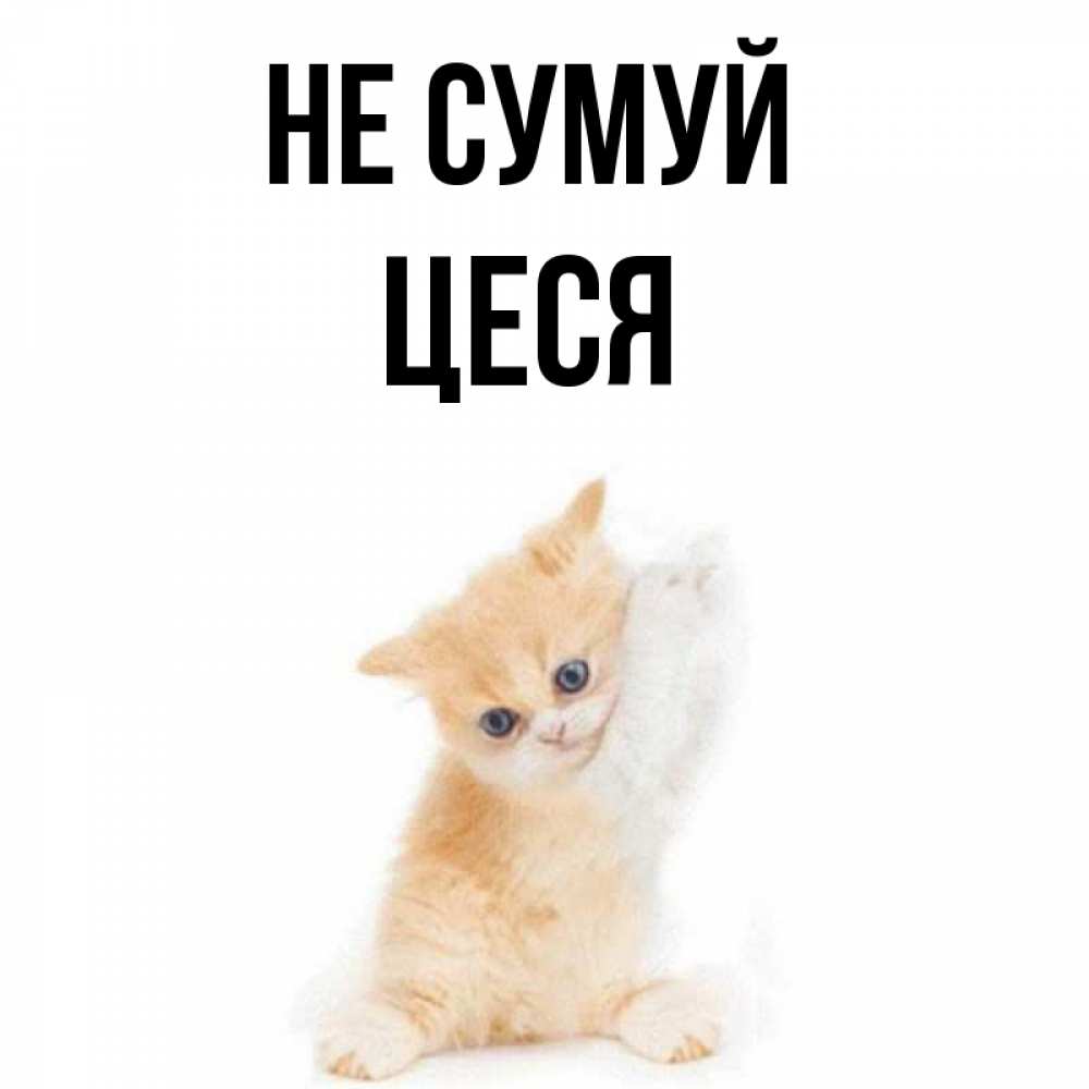 Открытка на каждый день з підписом, Цеся Не сумуй просящий кот Прикольна листівка з побажанням онлайн скачати безкоштовно 