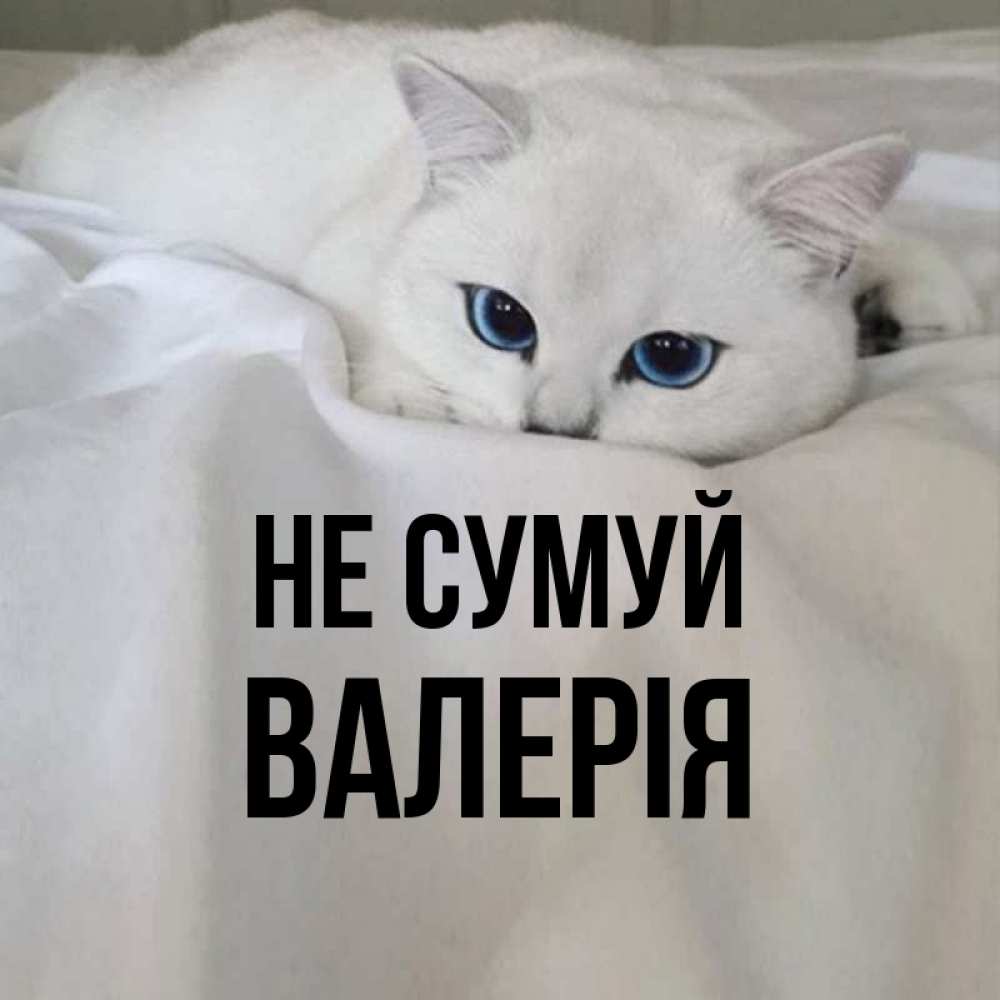 Открытка на каждый день з підписом, Валерія Не сумуй Голубоглазая кошка Прикольна листівка з побажанням онлайн скачати безкоштовно 