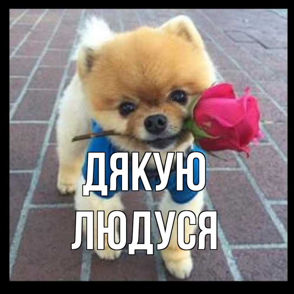 Открытка на каждый день з підписом, Людуся Дякую спасибо и дарю тебе цветок Прикольна листівка з побажанням онлайн скачати безкоштовно 