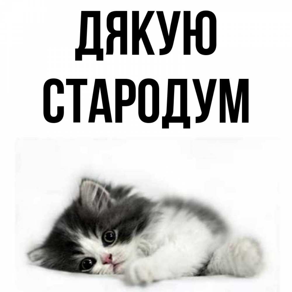 Открытка на каждый день з підписом, Стародум Дякую черный и белый кот Прикольна листівка з побажанням онлайн скачати безкоштовно 