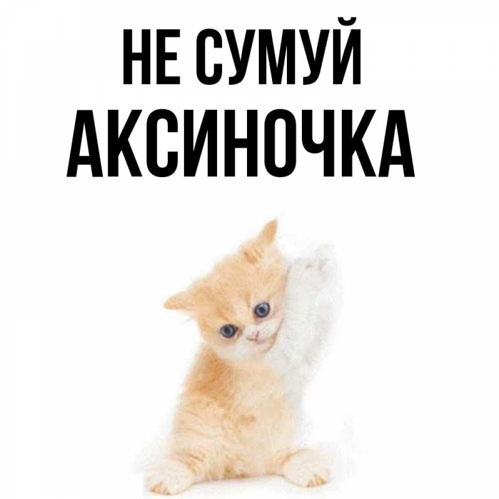 Открытка на каждый день з підписом, Аксиночка Не сумуй просящий кот Прикольна листівка з побажанням онлайн скачати безкоштовно 