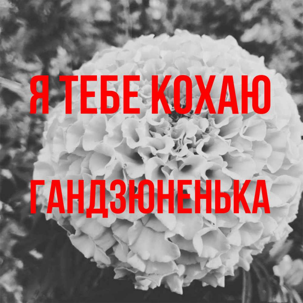 Открытка на каждый день з підписом, Гандзюненька Я тебе кохаю подпись Прикольна листівка з побажанням онлайн скачати безкоштовно 