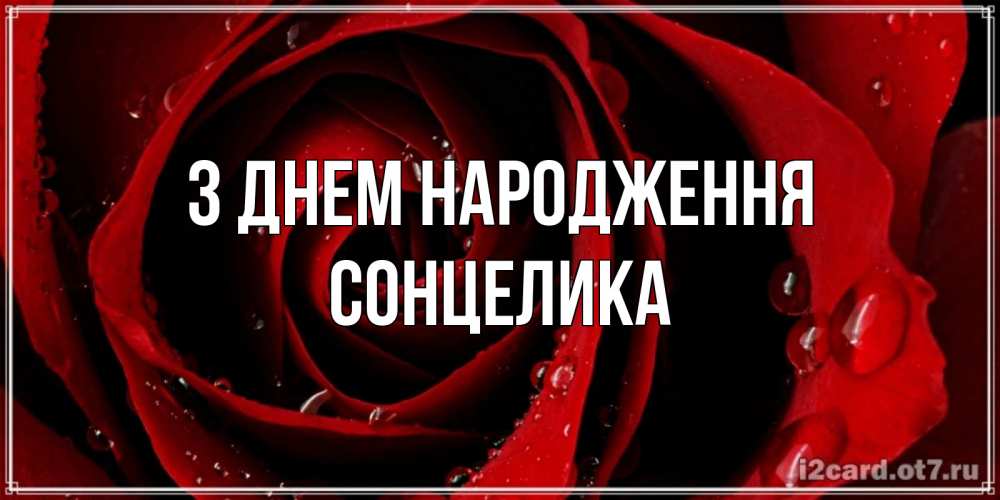 Открытка на каждый день з підписом, Сонцелика З Днем народження крупная бордовая роза Прикольна листівка з побажанням онлайн скачати безкоштовно 