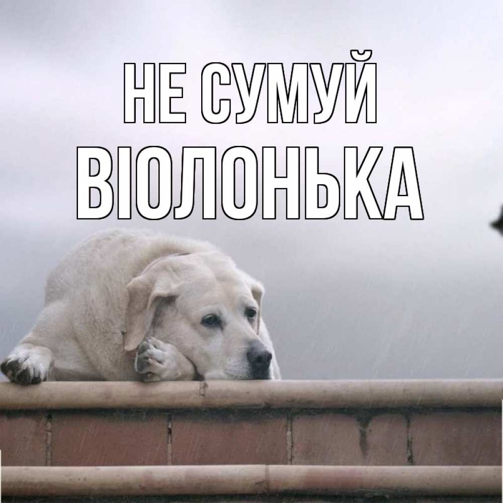 Открытка на каждый день з підписом, Віолонька Не сумуй белый пес 1 Прикольна листівка з побажанням онлайн скачати безкоштовно 