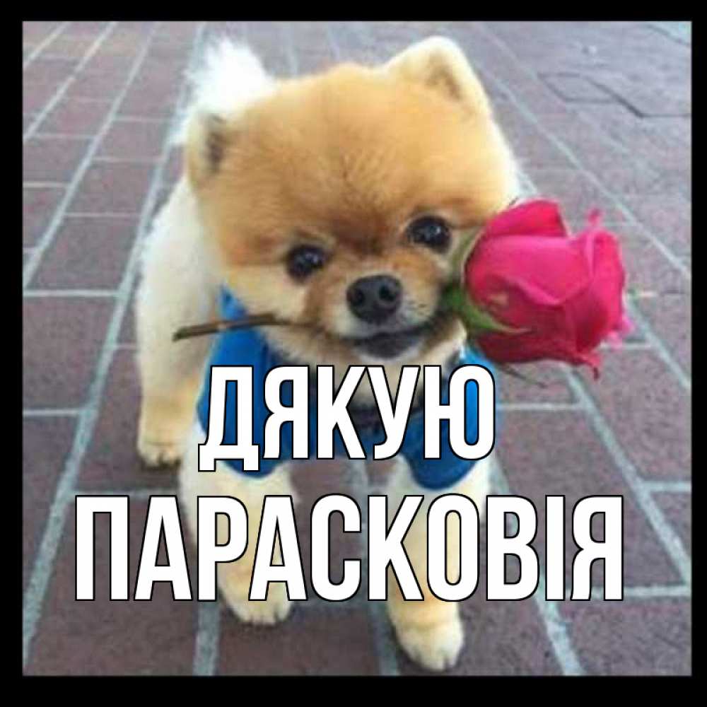 Открытка на каждый день з підписом, Парасковія Дякую спасибо и дарю тебе цветок Прикольна листівка з побажанням онлайн скачати безкоштовно 