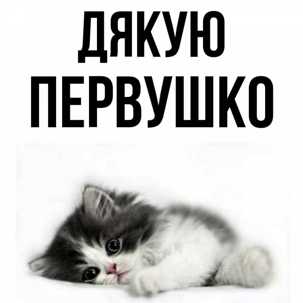 Открытка на каждый день з підписом, Первушко Дякую черный и белый кот Прикольна листівка з побажанням онлайн скачати безкоштовно 