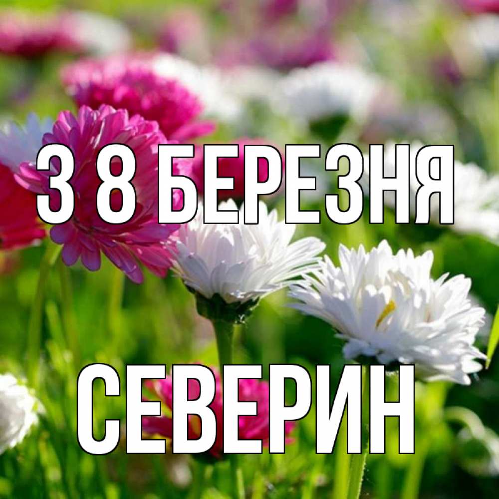 Открытка на каждый день з підписом, Северин З 8 БЕРЕЗНЯ международный женский день 1 Прикольна листівка з побажанням онлайн скачати безкоштовно 
