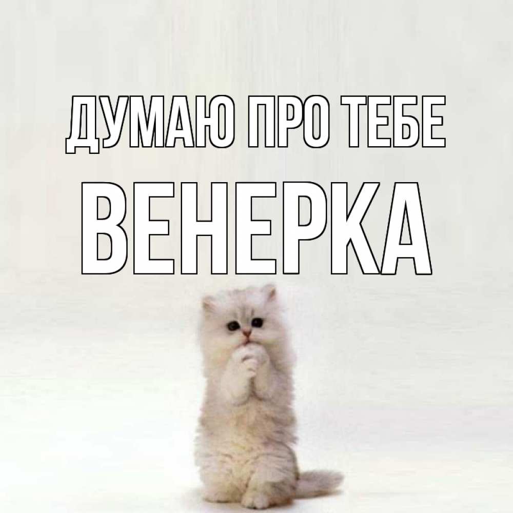 Открытка на каждый день з підписом, Венерка Думаю про тебе кот стоит на задних лапах Прикольна листівка з побажанням онлайн скачати безкоштовно 