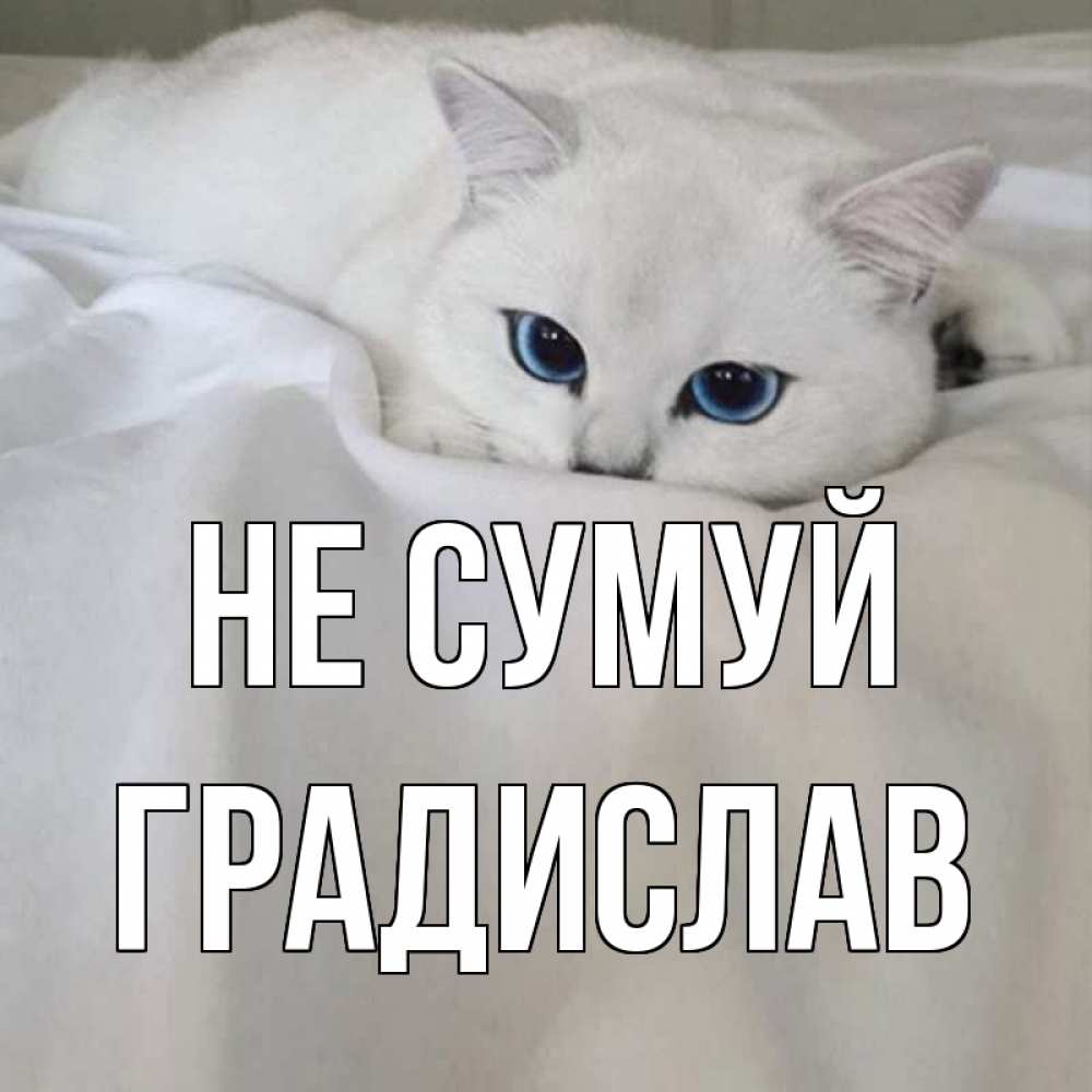 Открытка на каждый день з підписом, Градислав Не сумуй белый кот с голубыми глазами на белоснежной кровати Прикольна листівка з побажанням онлайн скачати безкоштовно 