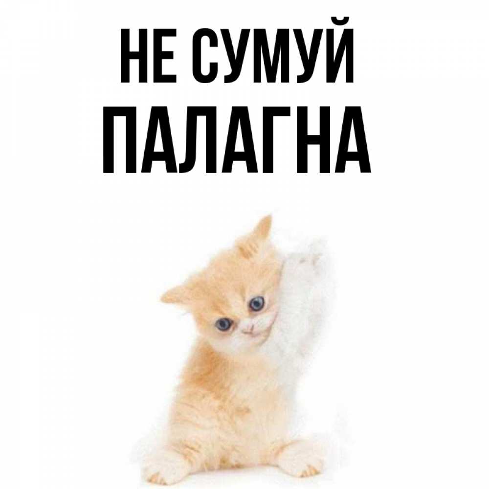 Открытка на каждый день з підписом, Палагна Не сумуй просящий кот Прикольна листівка з побажанням онлайн скачати безкоштовно 