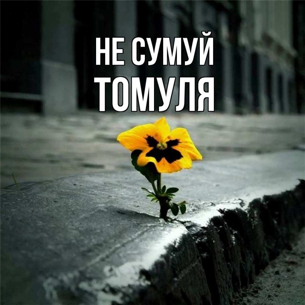 Открытка на каждый день з підписом, Томуля Не сумуй не сдавайся Прикольна листівка з побажанням онлайн скачати безкоштовно 