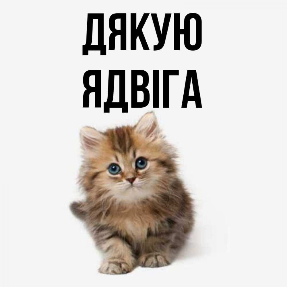 Открытка на каждый день з підписом, Ядвіга Дякую пушистый котик Прикольна листівка з побажанням онлайн скачати безкоштовно 