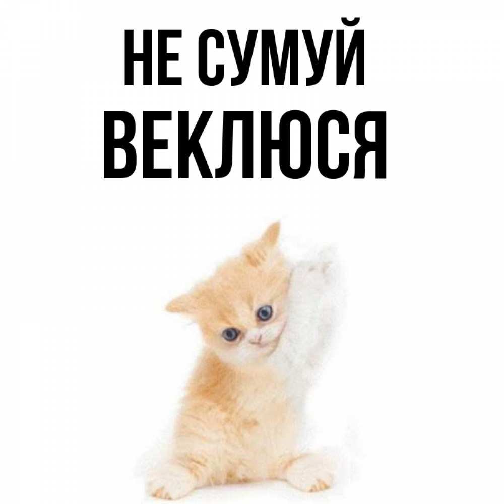 Открытка на каждый день з підписом, Веклюся Не сумуй просящий кот Прикольна листівка з побажанням онлайн скачати безкоштовно 