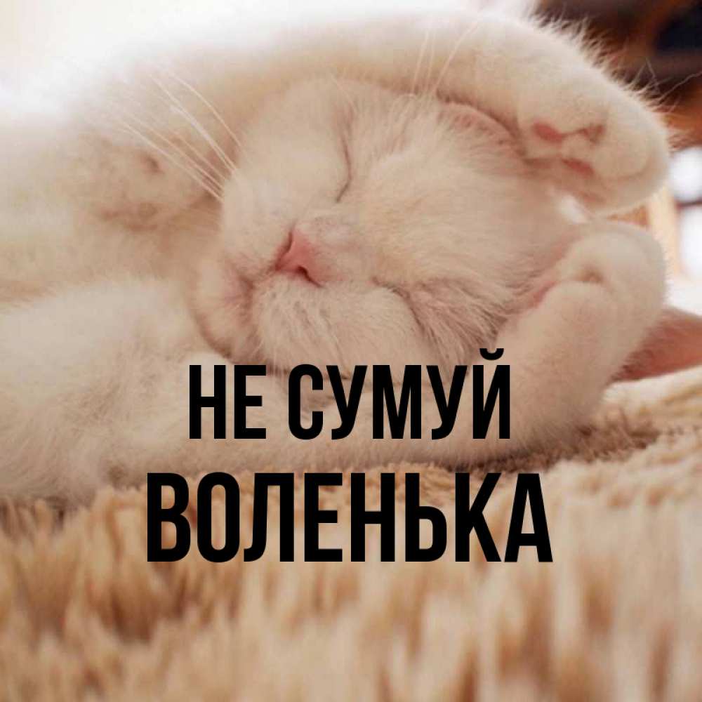 Открытка на каждый день з підписом, Воленька Не сумуй Котенок спит Прикольна листівка з побажанням онлайн скачати безкоштовно 