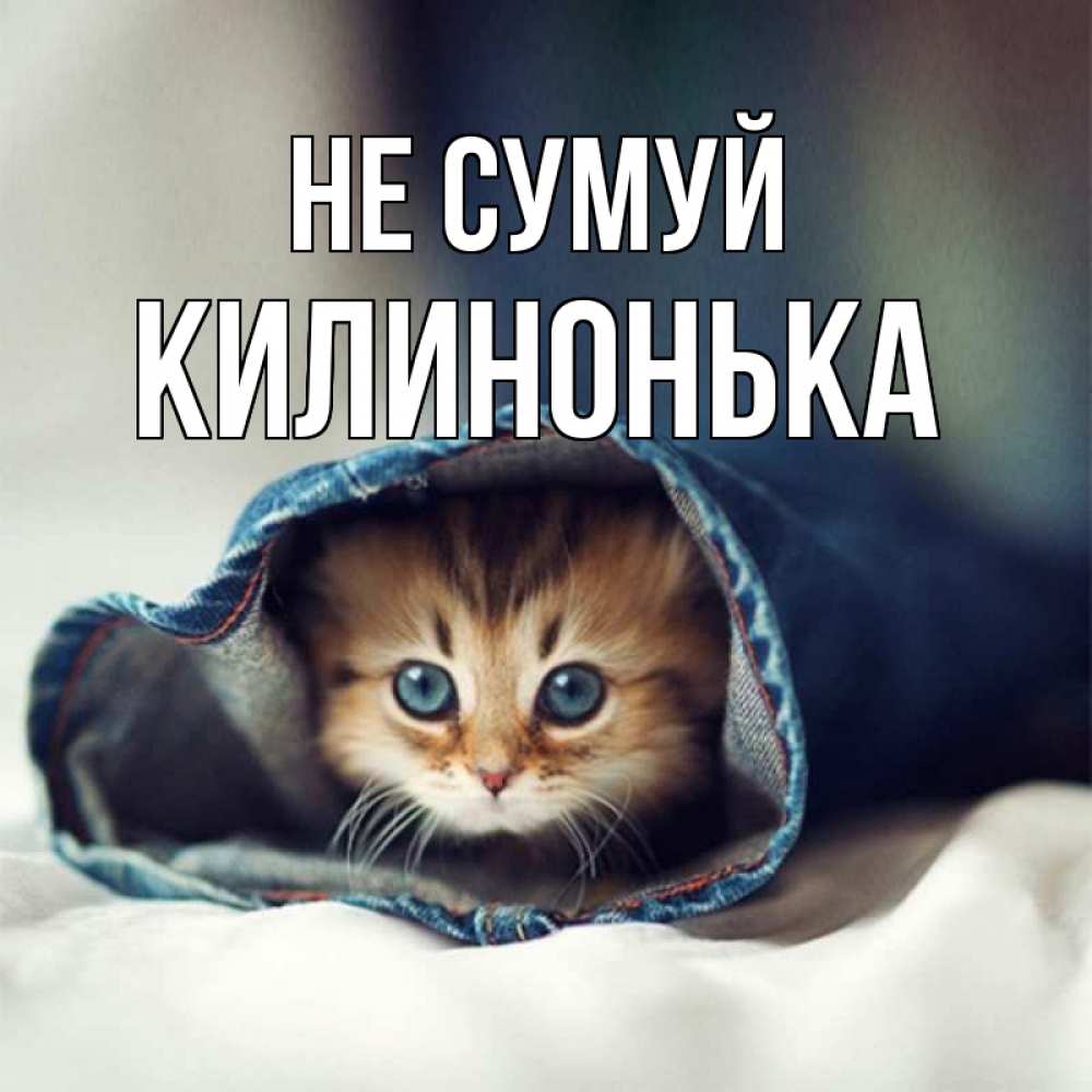Открытка на каждый день з підписом, Килинонька Не сумуй кот в одежде Прикольна листівка з побажанням онлайн скачати безкоштовно 