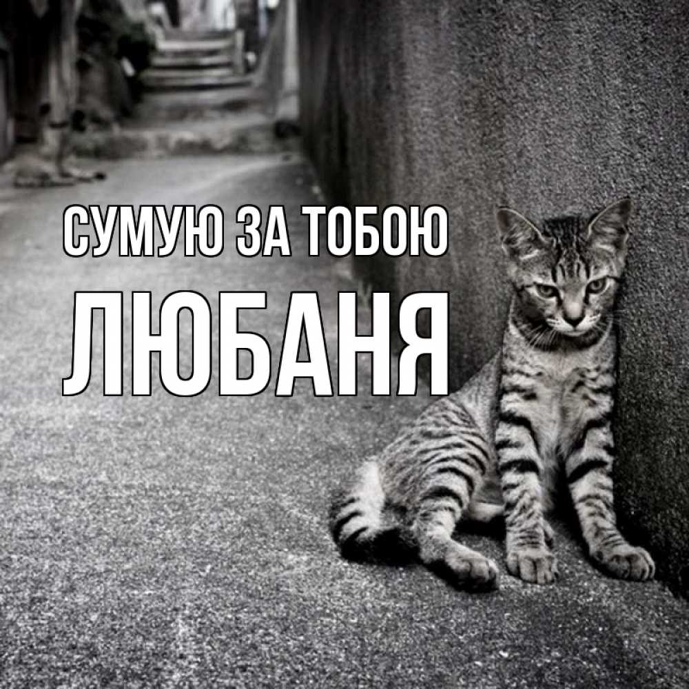 Открытка на каждый день з підписом, Любаня Сумую за тобою одиноко котику Прикольна листівка з побажанням онлайн скачати безкоштовно 
