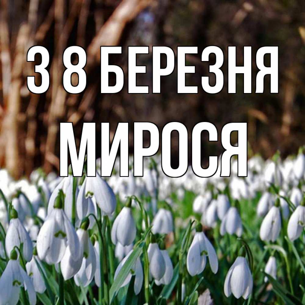 Открытка на каждый день з підписом, Мирося З 8 БЕРЕЗНЯ с подснежниками 1 Прикольна листівка з побажанням онлайн скачати безкоштовно 