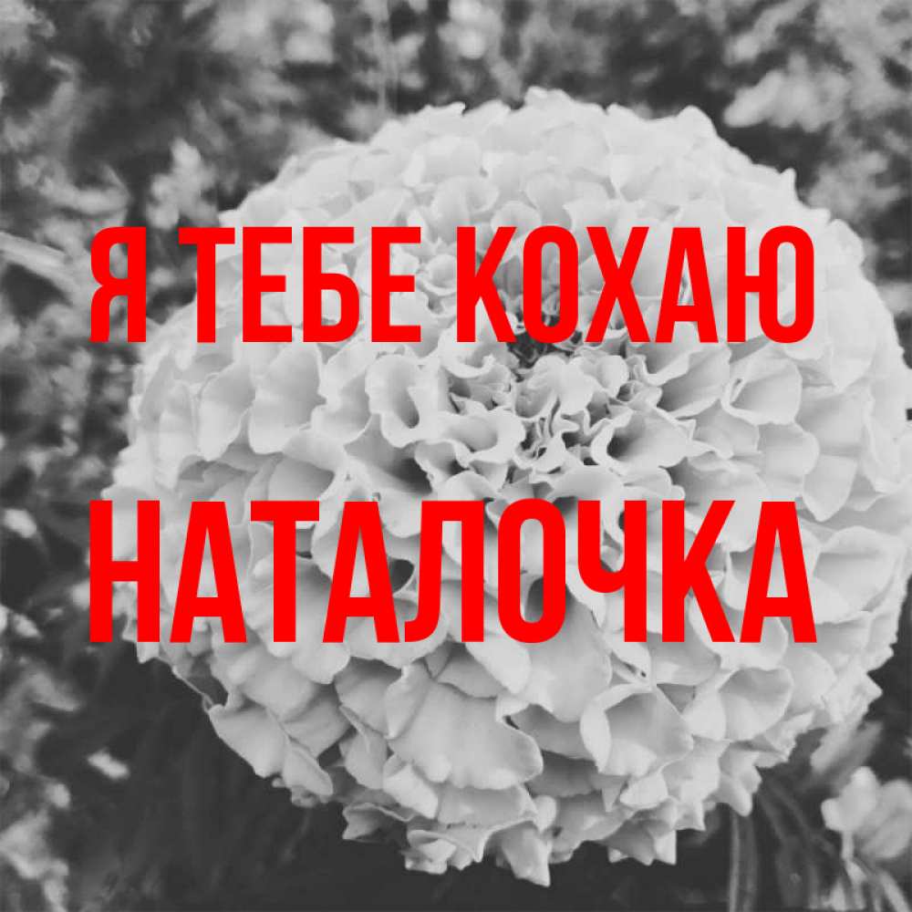 Открытка на каждый день з підписом, Наталочка Я тебе кохаю подпись Прикольна листівка з побажанням онлайн скачати безкоштовно 