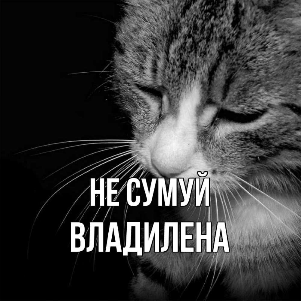 Открытка на каждый день з підписом, Владилена Не сумуй грустный котик Прикольна листівка з побажанням онлайн скачати безкоштовно 