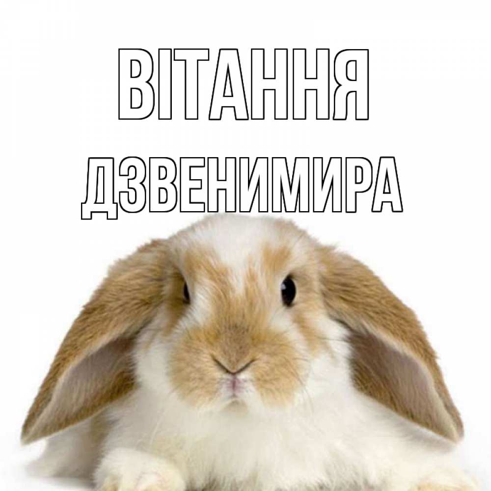 Открытка на каждый день з підписом, Дзвенимира Вітання с животными Прикольна листівка з побажанням онлайн скачати безкоштовно 