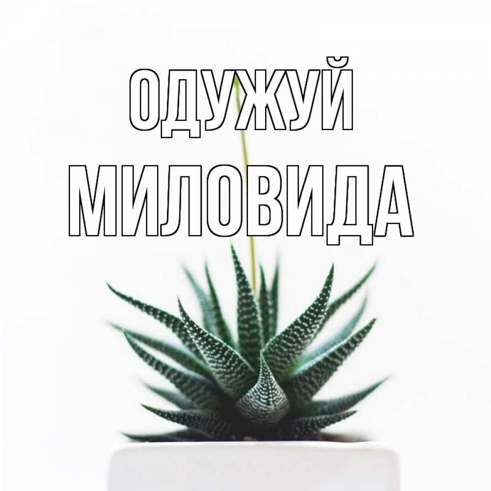 Открытка на каждый день з підписом, Миловида Одужуй короче это непонятная колючка Прикольна листівка з побажанням онлайн скачати безкоштовно 