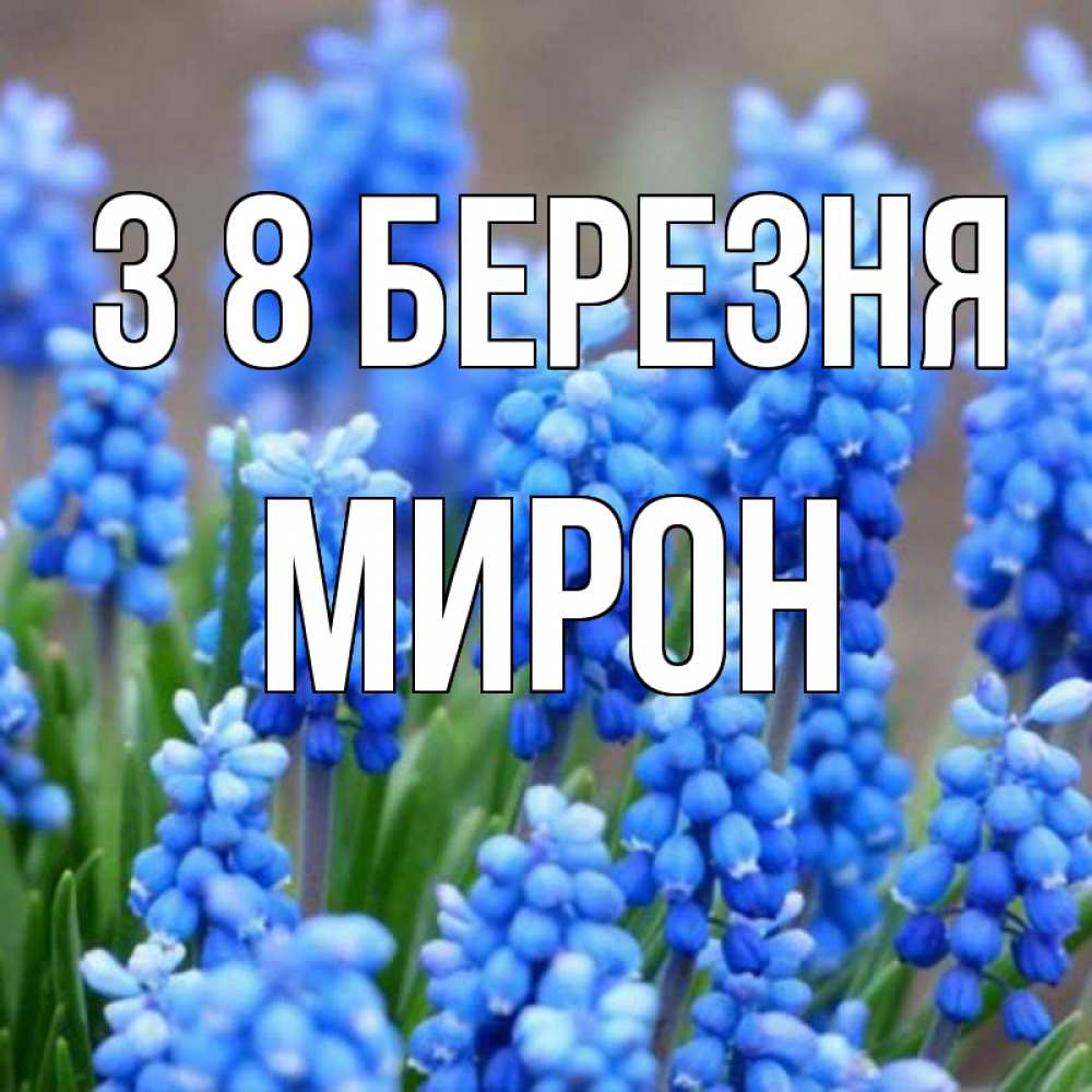 Открытка на каждый день з підписом, Мирон З 8 БЕРЕЗНЯ Поздравительная открытка для женщин с цветами на праздничную дату Прикольна листівка з побажанням онлайн скачати безкоштовно 