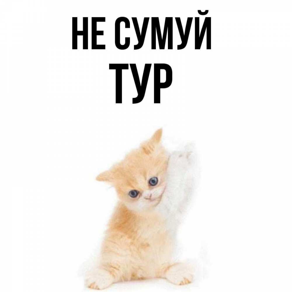 Открытка на каждый день з підписом, Тур Не сумуй просящий кот Прикольна листівка з побажанням онлайн скачати безкоштовно 