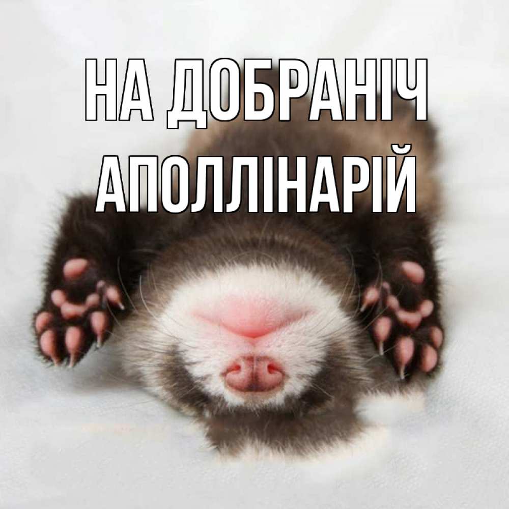 Открытка на каждый день з підписом, Аполлінарій На добраніч зверек Прикольна листівка з побажанням онлайн скачати безкоштовно 