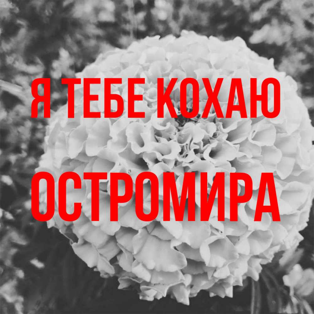 Открытка на каждый день з підписом, Остромира Я тебе кохаю подпись Прикольна листівка з побажанням онлайн скачати безкоштовно 