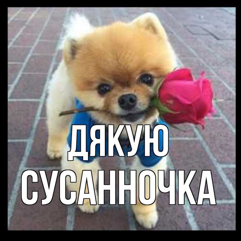 Открытка на каждый день з підписом, Сусанночка Дякую спасибо и дарю тебе цветок Прикольна листівка з побажанням онлайн скачати безкоштовно 