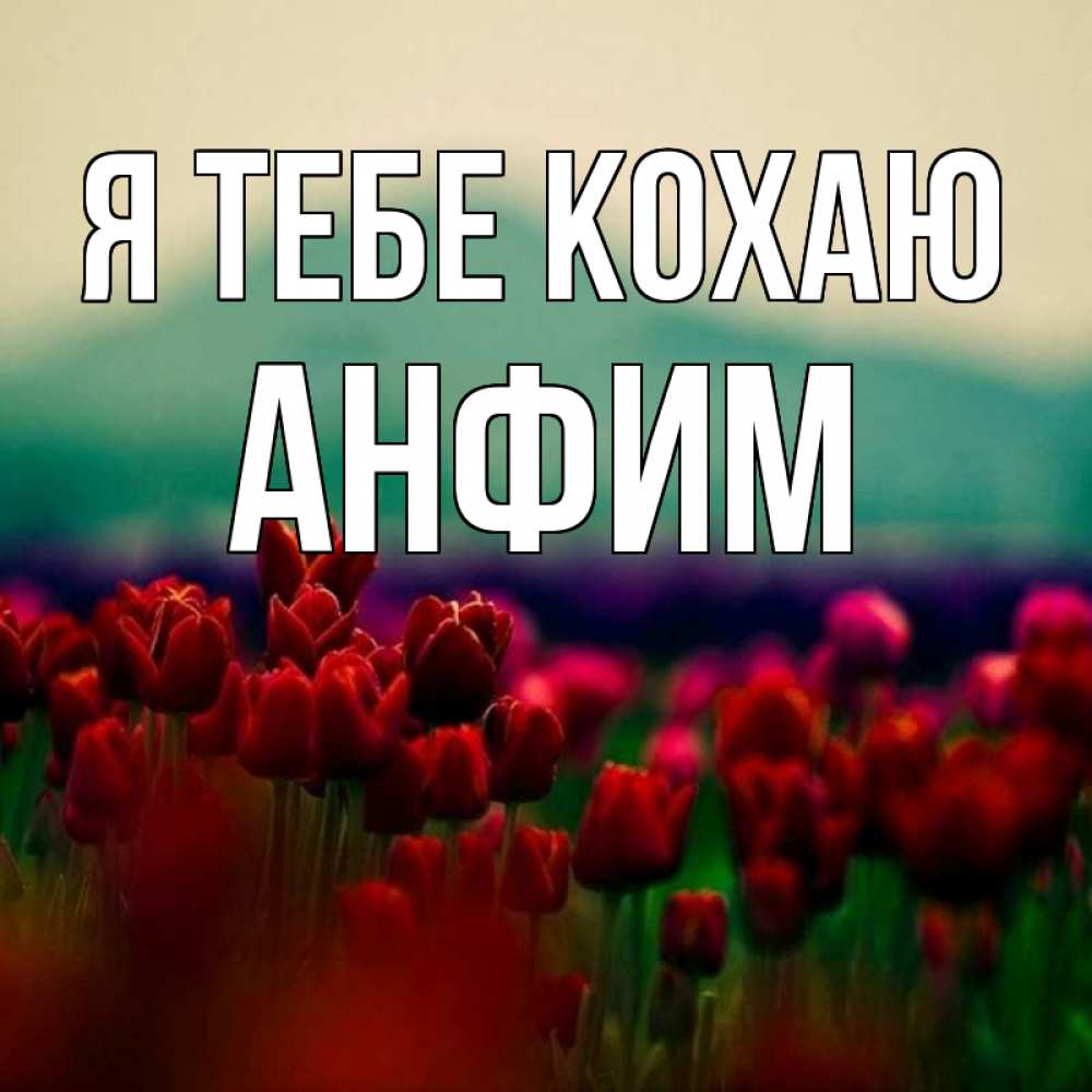 Открытка на каждый день з підписом, Анфим Я тебе кохаю тюльпаны 4 Прикольна листівка з побажанням онлайн скачати безкоштовно 