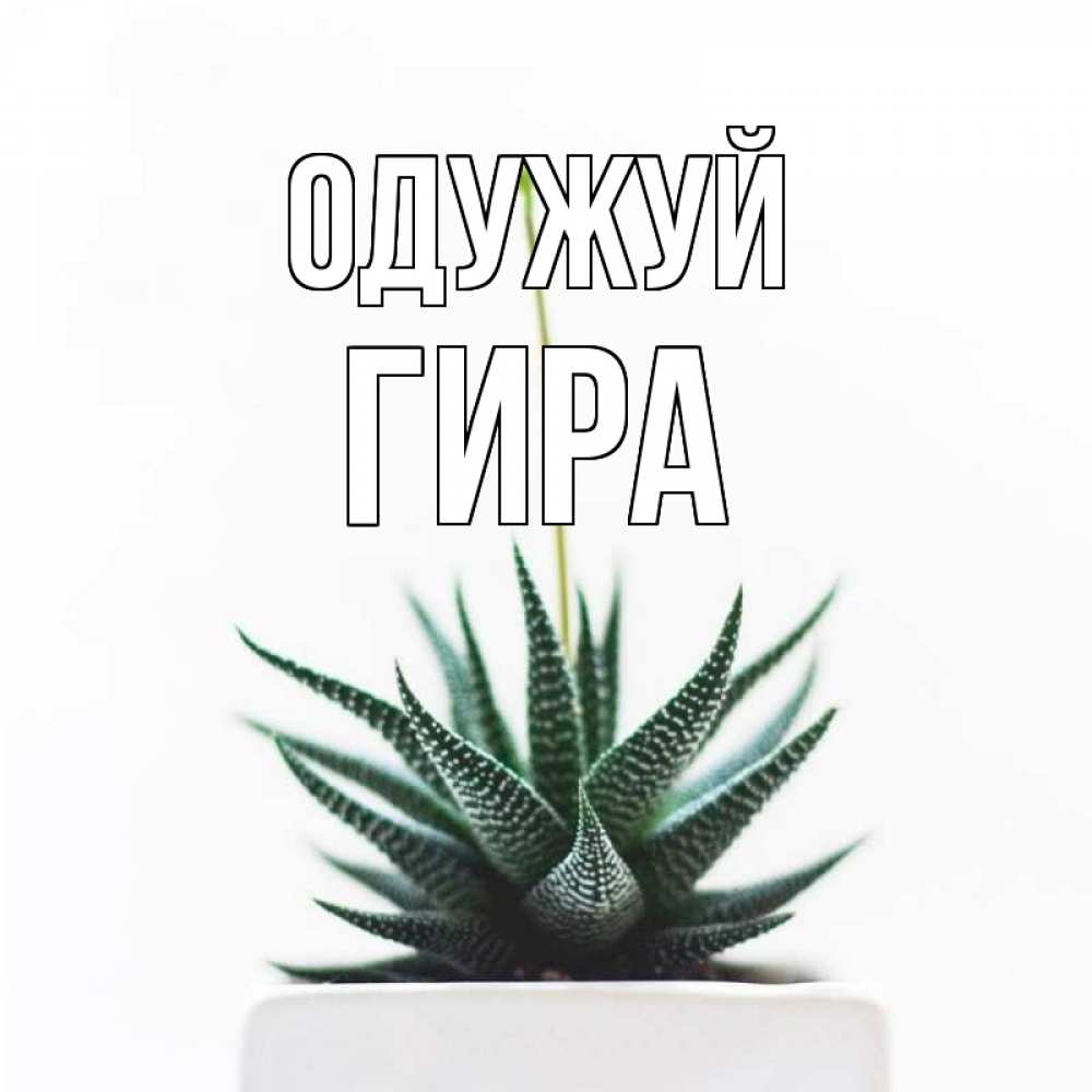 Открытка на каждый день з підписом, Гира Одужуй короче это непонятная колючка Прикольна листівка з побажанням онлайн скачати безкоштовно 