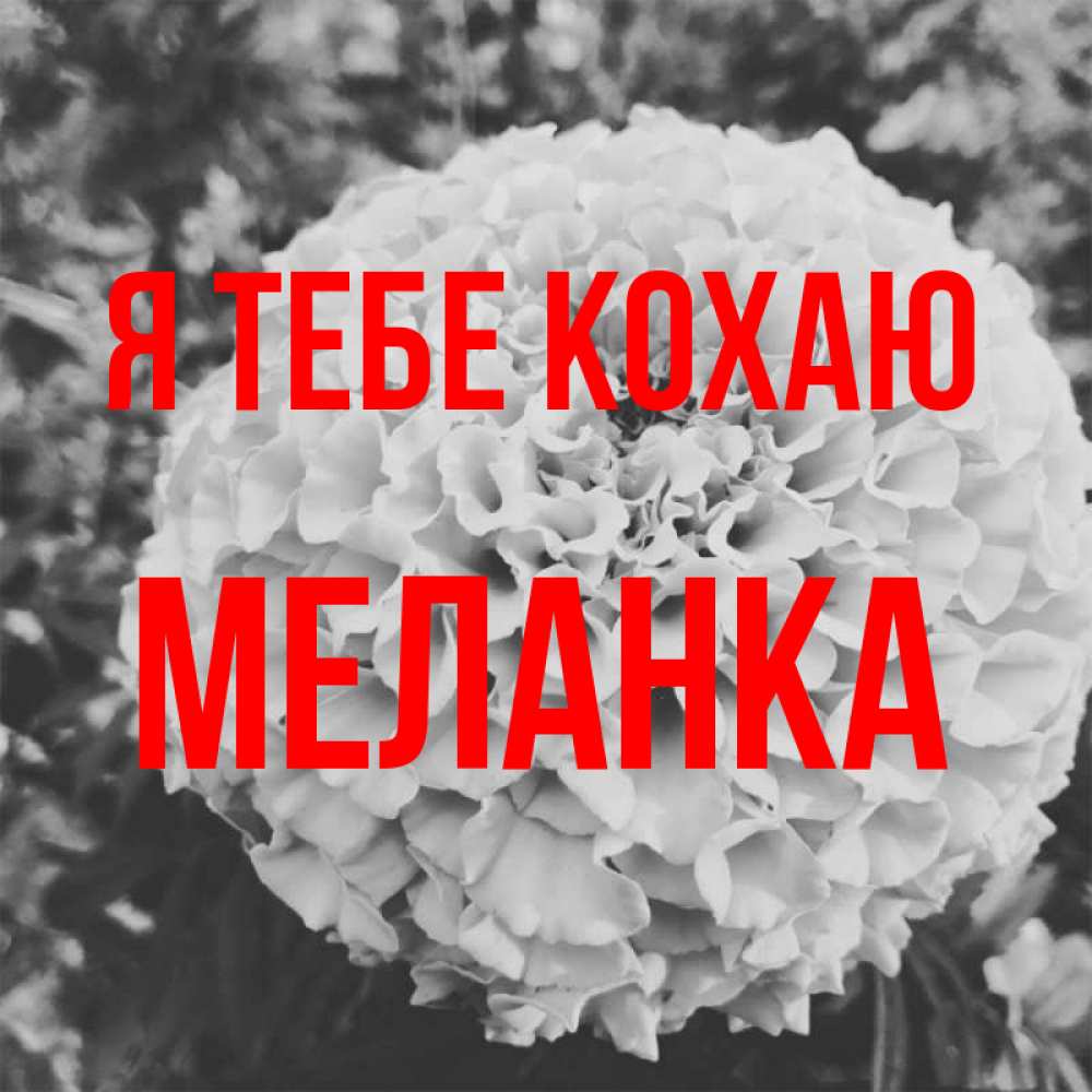 Открытка на каждый день з підписом, Меланка Я тебе кохаю подпись Прикольна листівка з побажанням онлайн скачати безкоштовно 