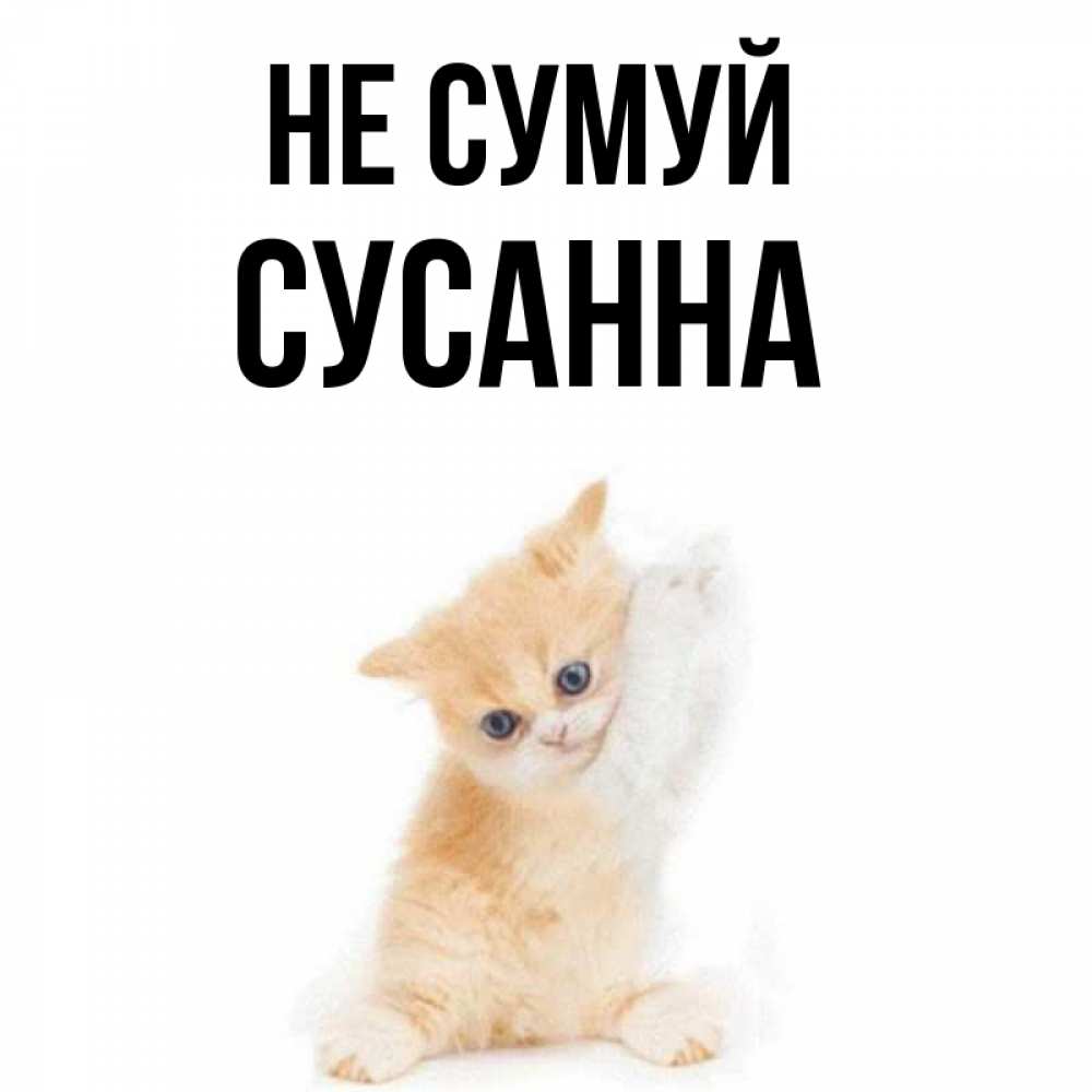 Открытка на каждый день з підписом, Сусанна Не сумуй просящий кот Прикольна листівка з побажанням онлайн скачати безкоштовно 
