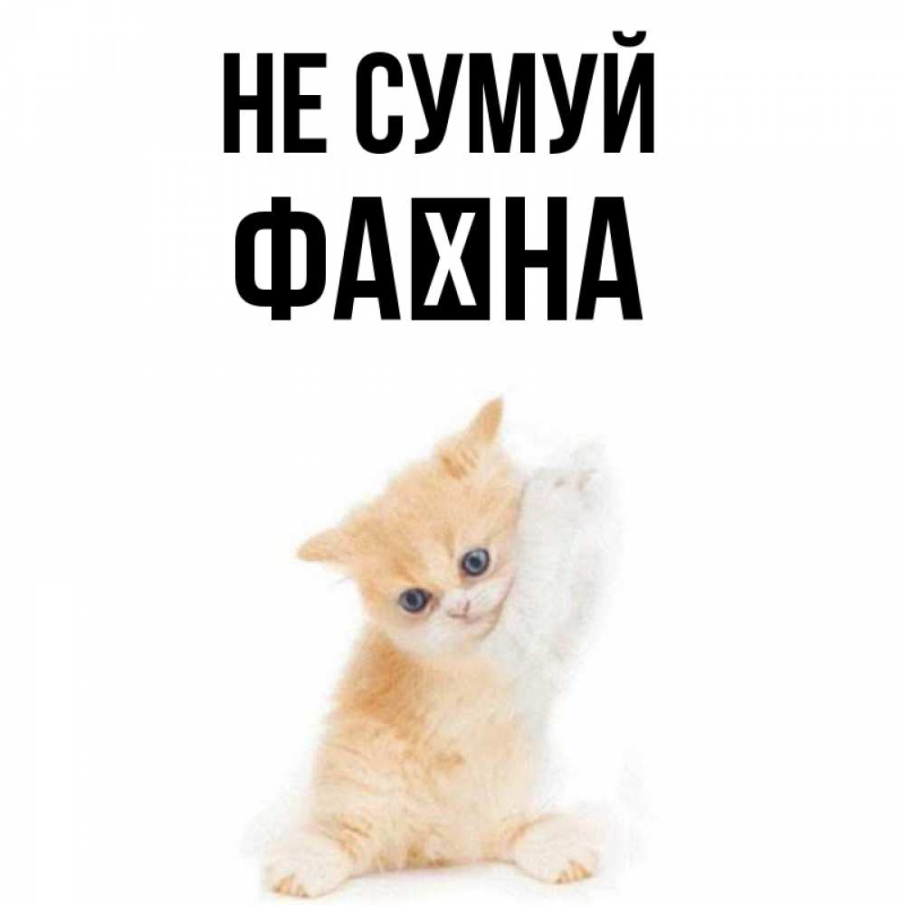 Открытка на каждый день з підписом, Фаїна Не сумуй просящий кот Прикольна листівка з побажанням онлайн скачати безкоштовно 
