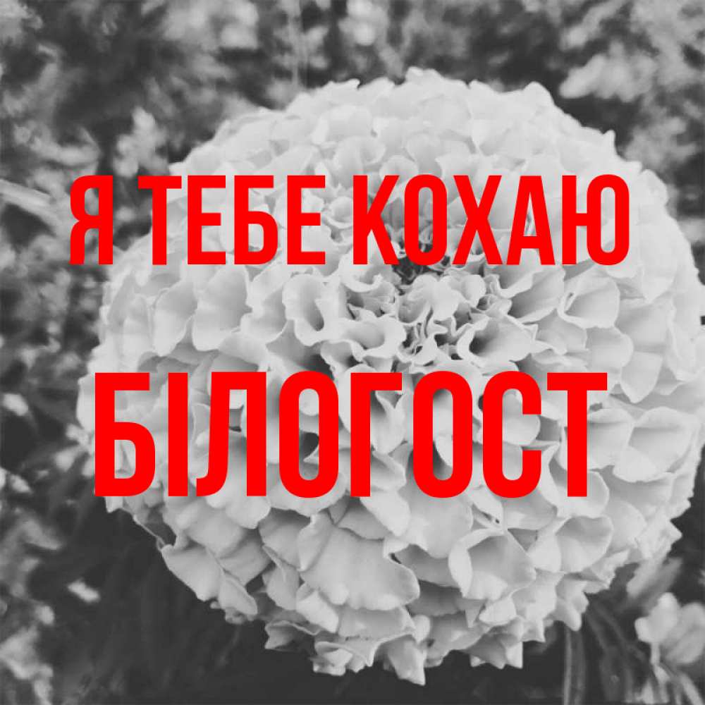 Открытка на каждый день з підписом, Білогост Я тебе кохаю подпись Прикольна листівка з побажанням онлайн скачати безкоштовно 