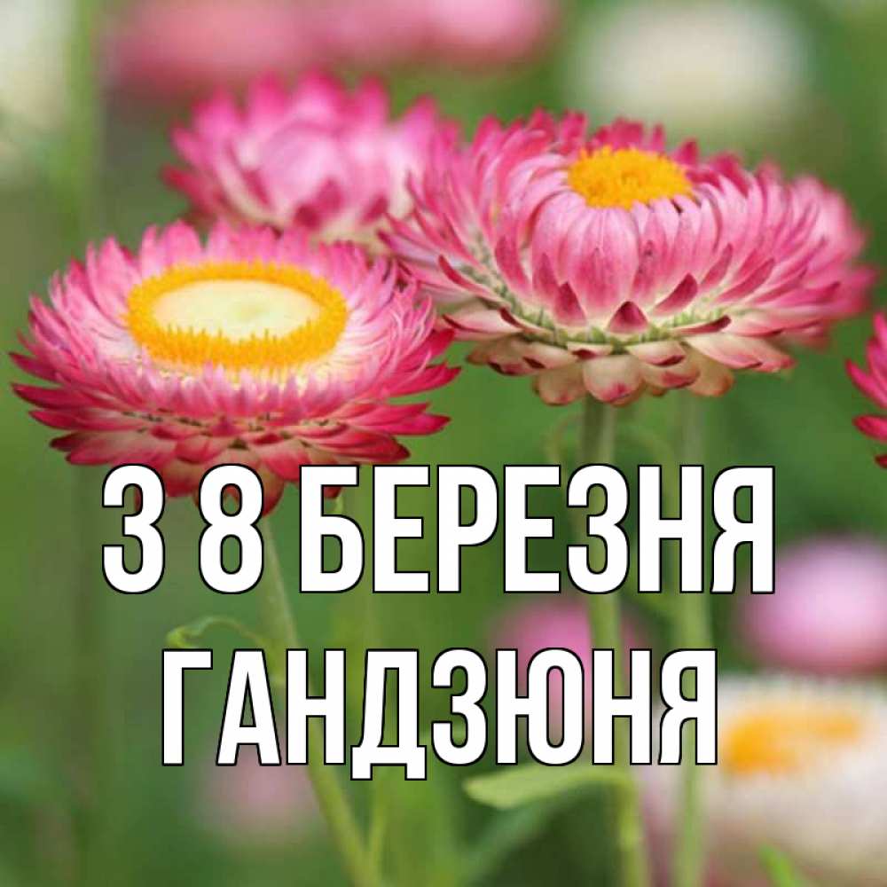 Открытка на каждый день з підписом, Гандзюня З 8 БЕРЕЗНЯ подарок на международный женский день Прикольна листівка з побажанням онлайн скачати безкоштовно 