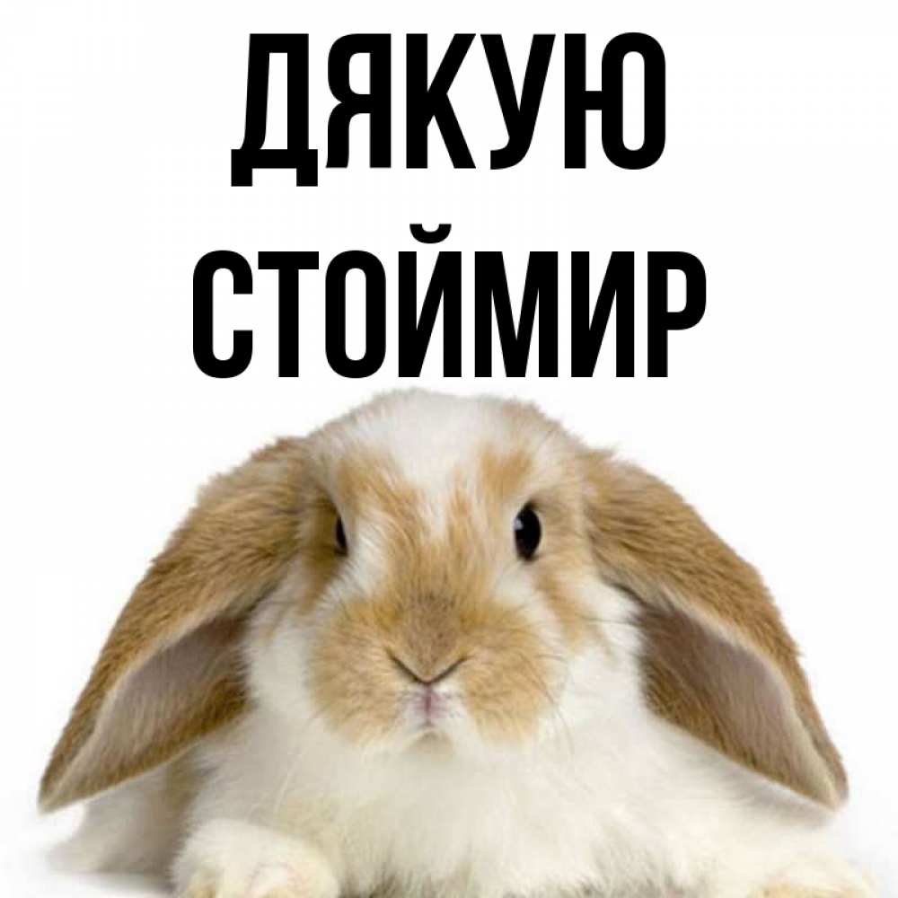 Открытка на каждый день з підписом, Стоймир Дякую коричнево белый заяц Прикольна листівка з побажанням онлайн скачати безкоштовно 
