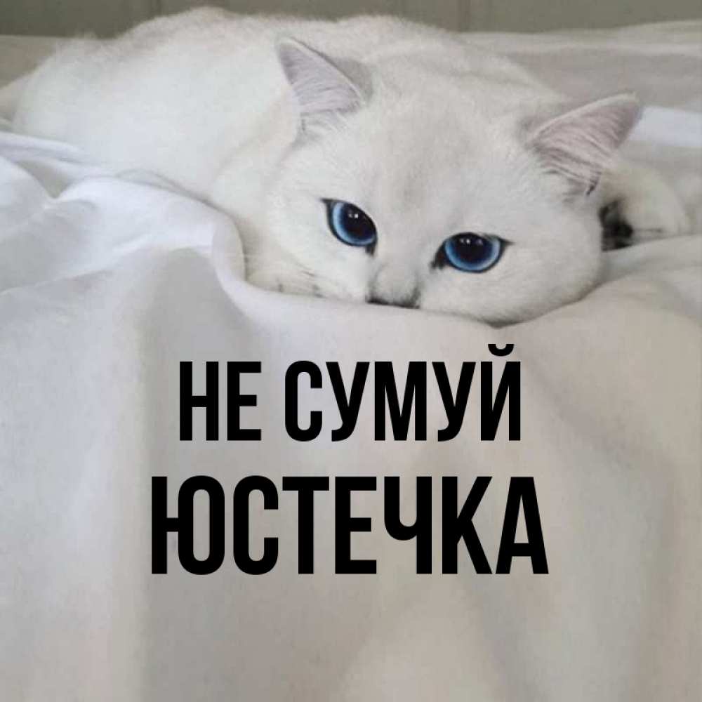 Открытка на каждый день з підписом, Юстечка Не сумуй Голубоглазая кошка Прикольна листівка з побажанням онлайн скачати безкоштовно 