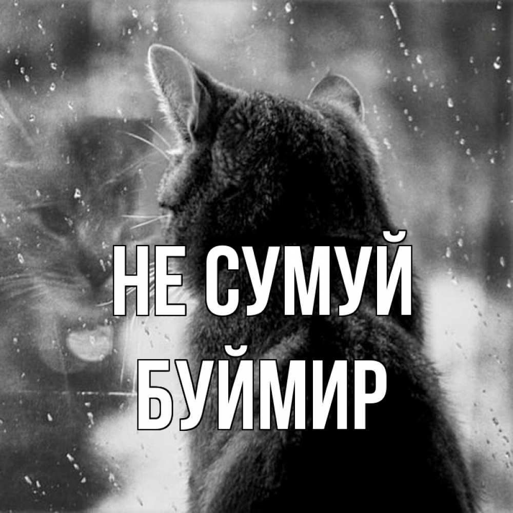 Открытка на каждый день з підписом, Буймир Не сумуй отражение кота 1 Прикольна листівка з побажанням онлайн скачати безкоштовно 