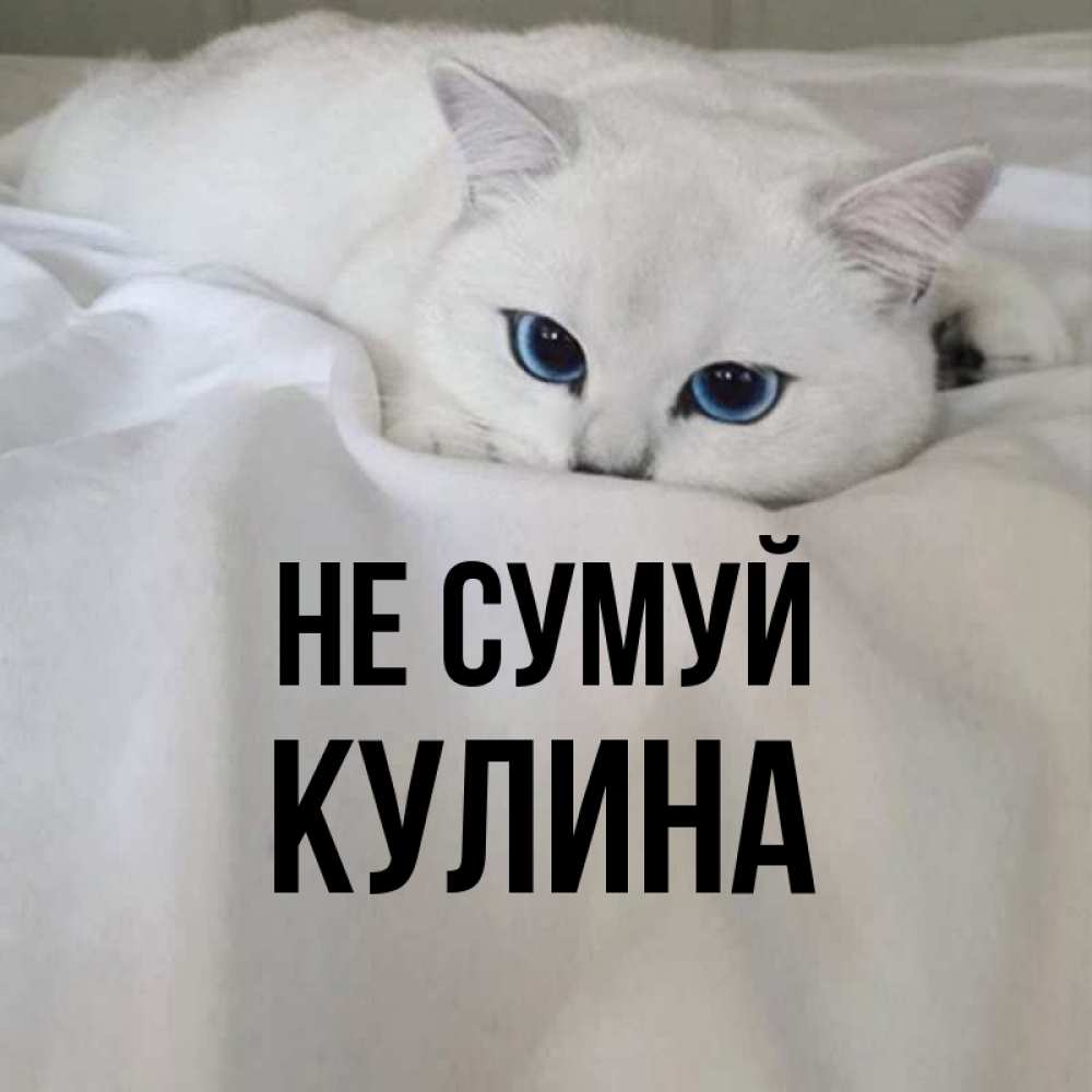 Открытка на каждый день з підписом, Кулина Не сумуй Голубоглазая кошка Прикольна листівка з побажанням онлайн скачати безкоштовно 