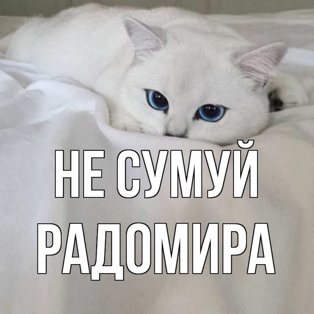 Открытка на каждый день з підписом, Радомира Не сумуй белый кот с голубыми глазами на белоснежной кровати Прикольна листівка з побажанням онлайн скачати безкоштовно 