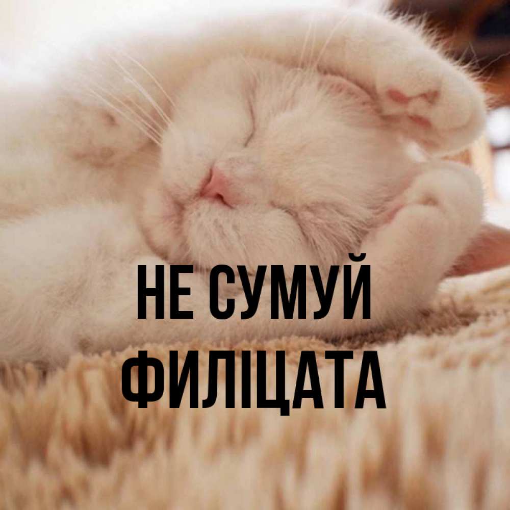 Открытка на каждый день з підписом, Филіцата Не сумуй Котенок спит Прикольна листівка з побажанням онлайн скачати безкоштовно 